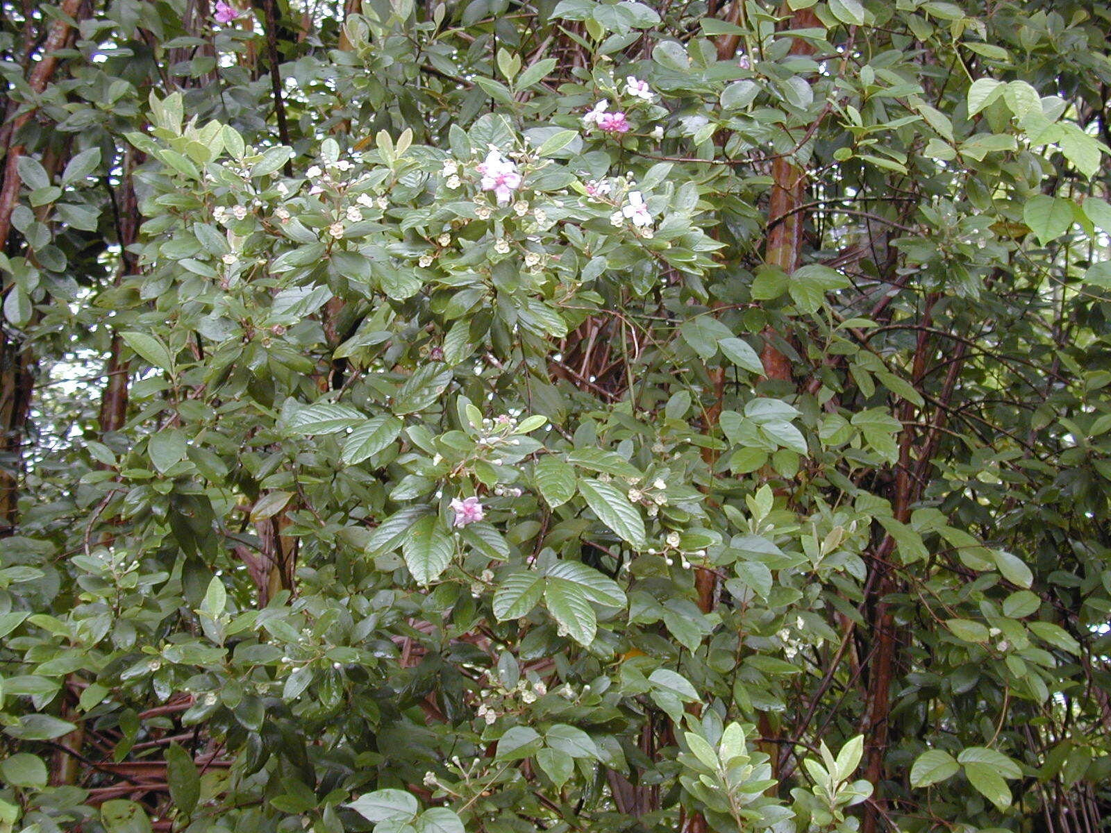 Sivun Rhodomyrtus tomentosa (Aiton) Hassk. kuva