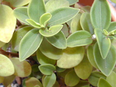 Image of arid-land peperomia