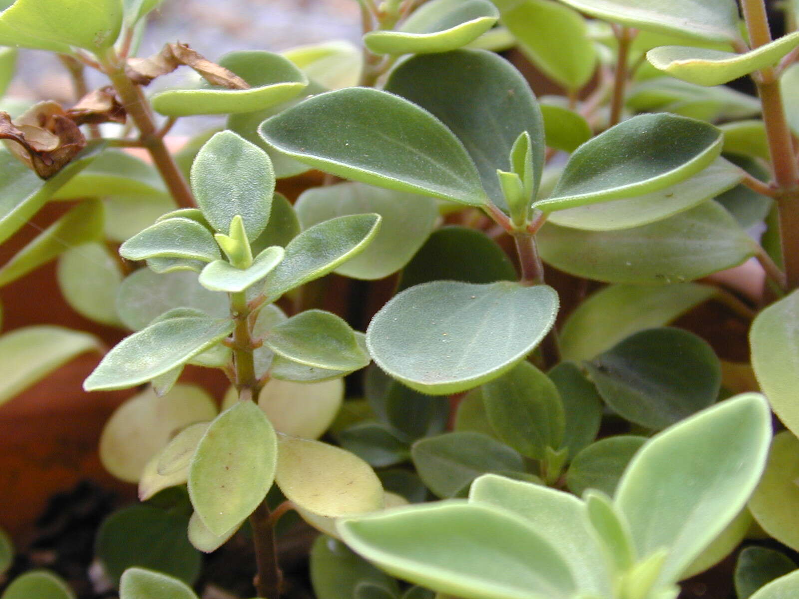 Image of arid-land peperomia