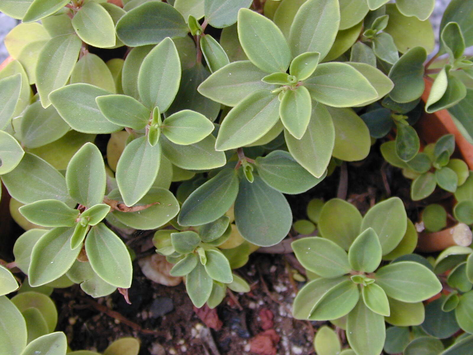 Image of arid-land peperomia