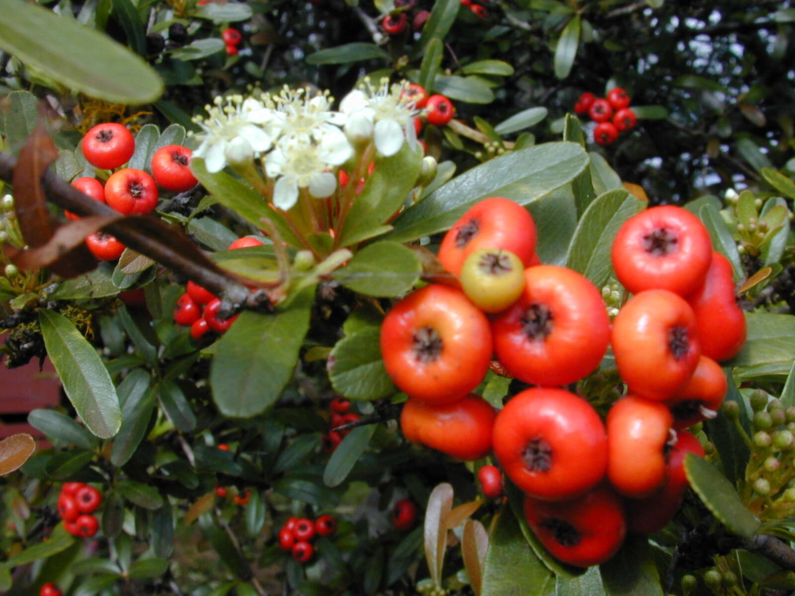 Image de Pyracantha koidzumii (Hayata) Rehd.