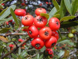 Image de Pyracantha koidzumii (Hayata) Rehd.