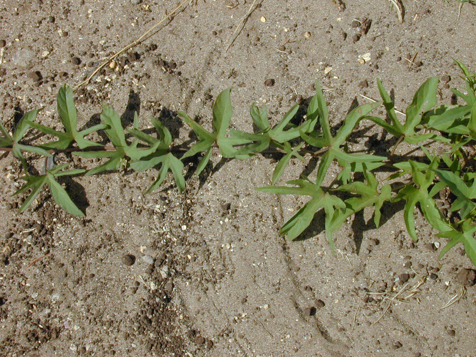 Image of sweet potato