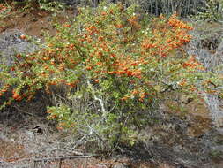 Image de Pyracantha koidzumii (Hayata) Rehd.