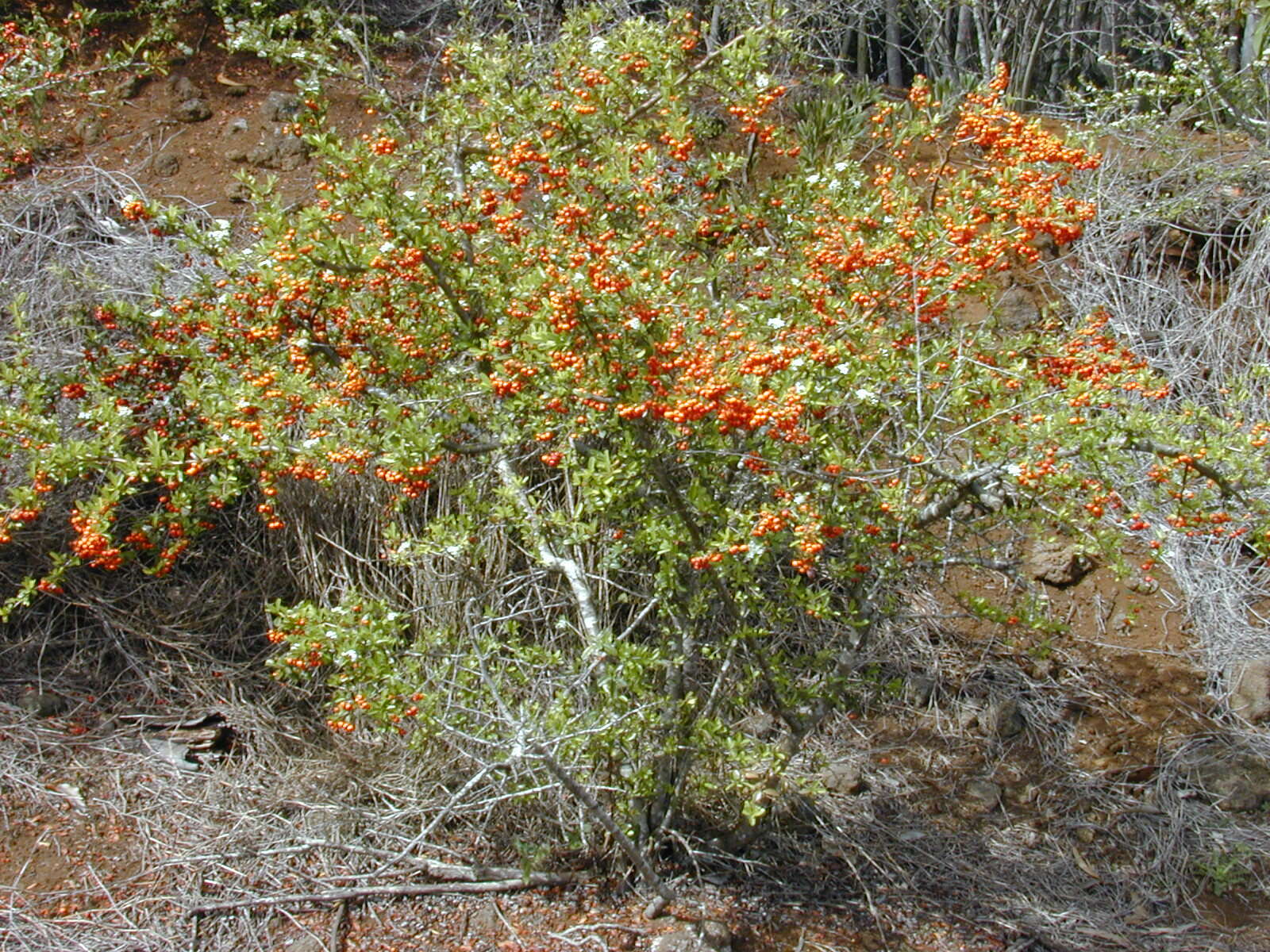 Image de Pyracantha koidzumii (Hayata) Rehd.