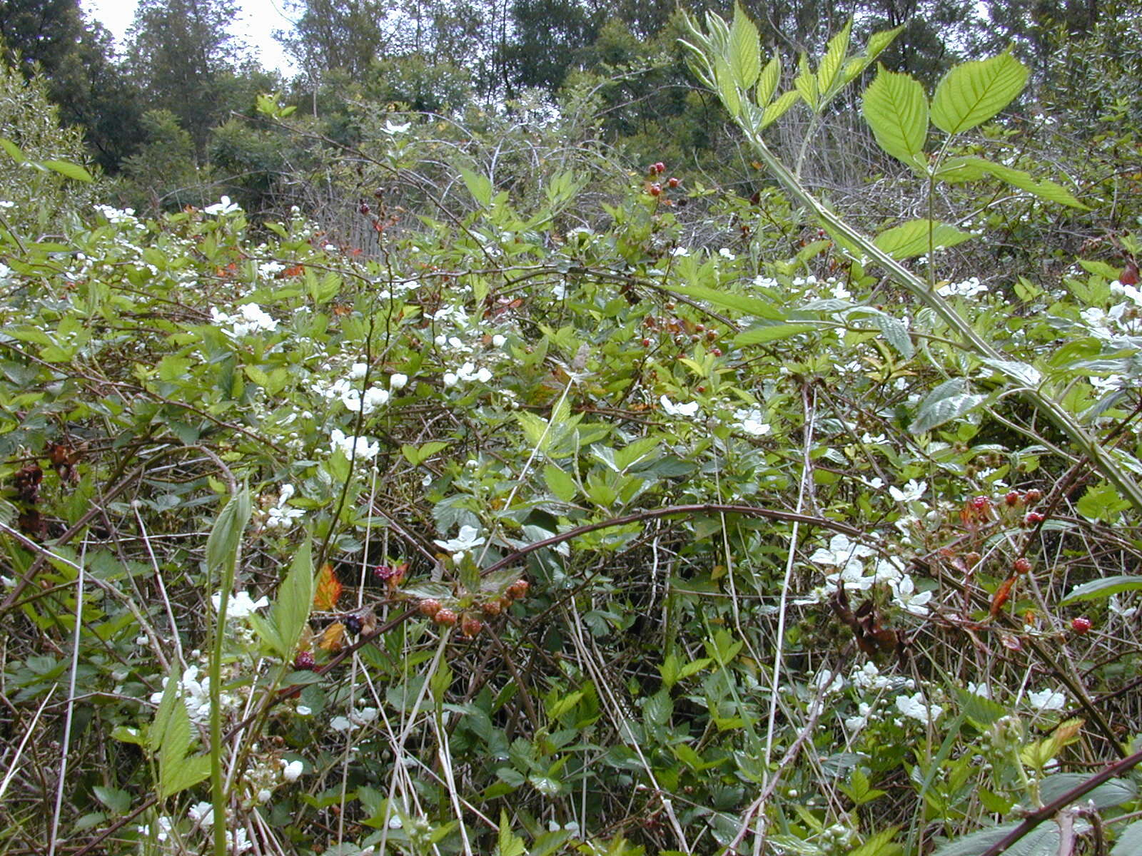 Слика од Rubus argutus Link