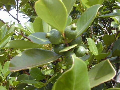 Image of Psidium cattleyanum