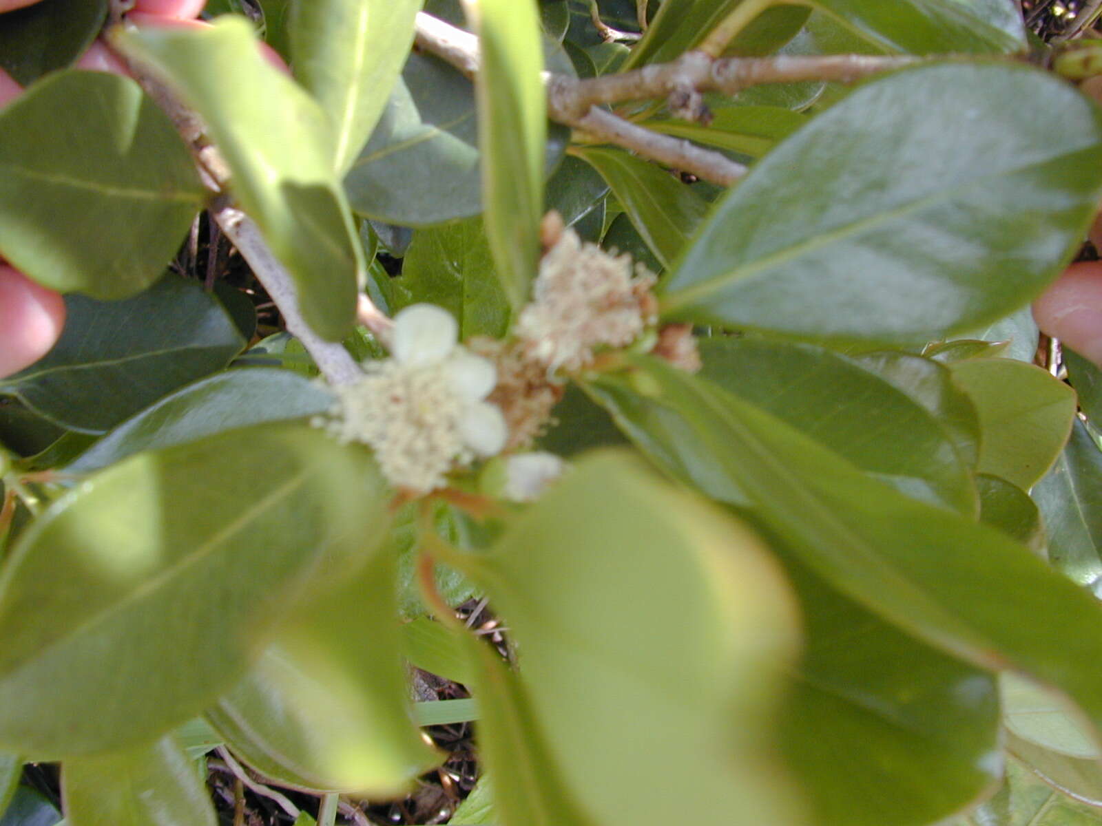 Image of Psidium cattleyanum