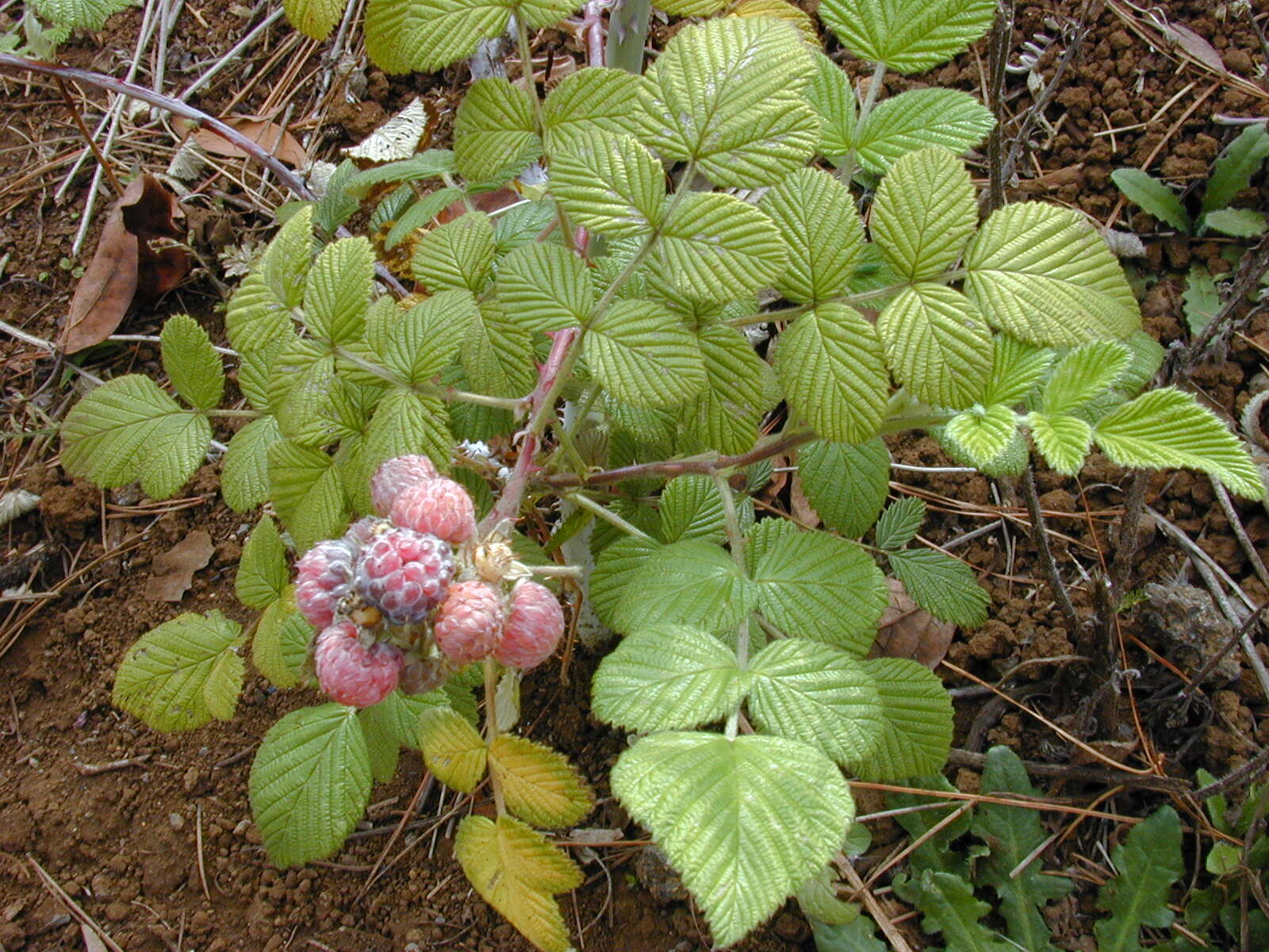 Image of Mysore raspberry