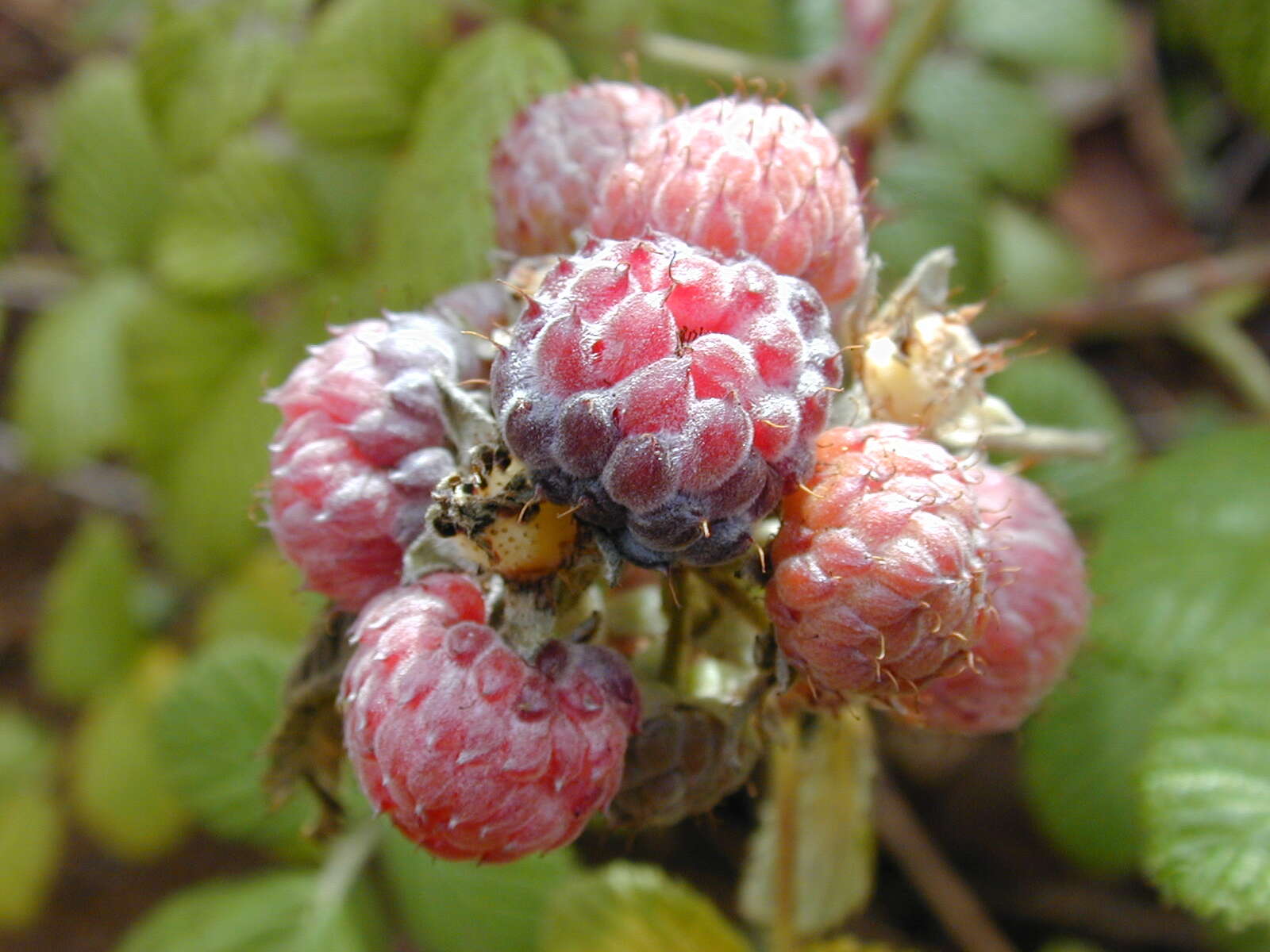 Image de Rubus niveus Thunb.