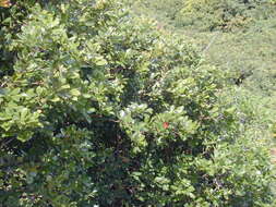 Image of Psidium cattleyanum