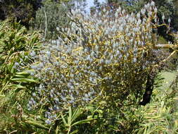 Image of parrotweed