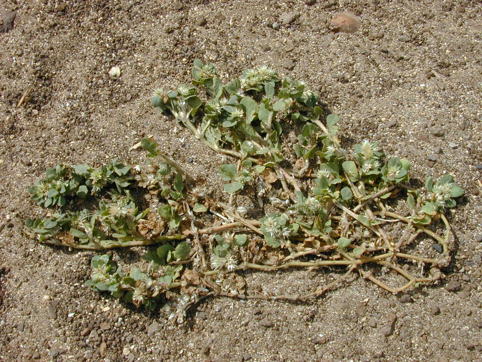 Image of khakiweed