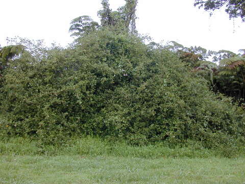 Image of banana passionflower