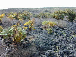 Image of parrotweed