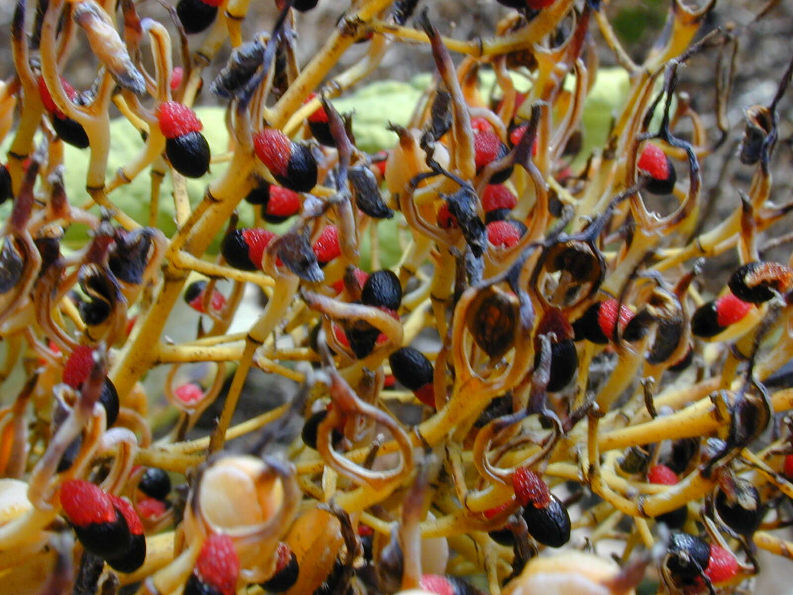 Image of parrotweed