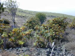 Image of parrotweed