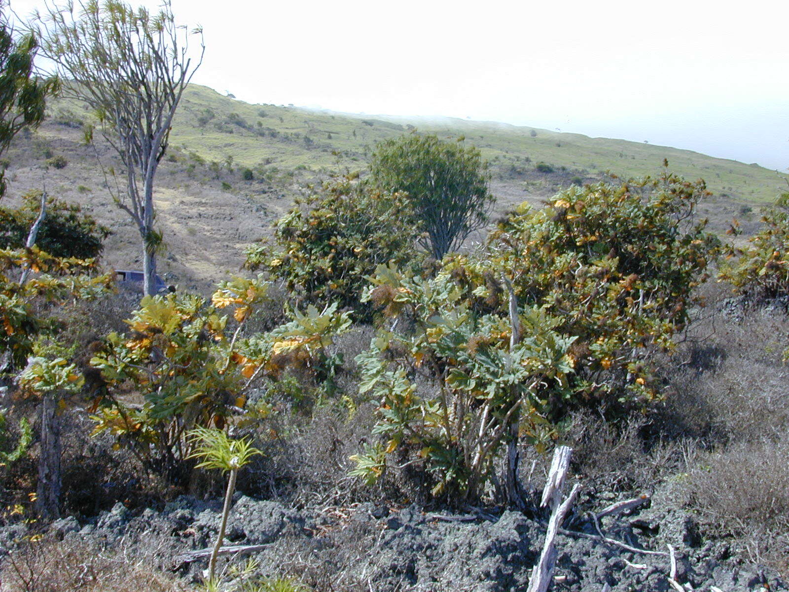 Image of parrotweed