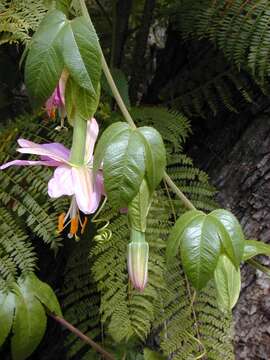 Sivun Passiflora tarminiana Coppens & V. E. Barney kuva