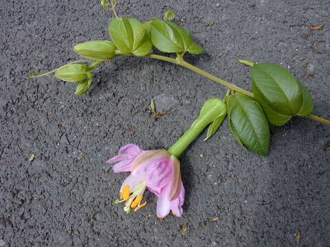 Sivun Passiflora tarminiana Coppens & V. E. Barney kuva