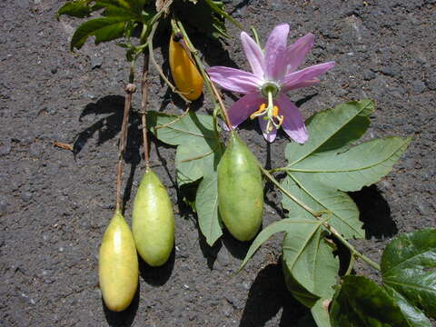 Imagem de Passiflora tarminiana Coppens & V. E. Barney