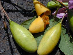 Image of banana passionflower