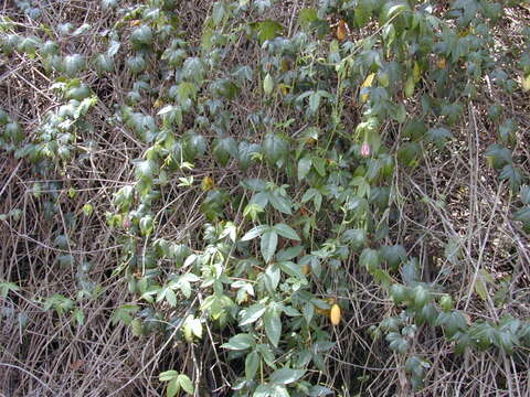 Sivun Passiflora tarminiana Coppens & V. E. Barney kuva