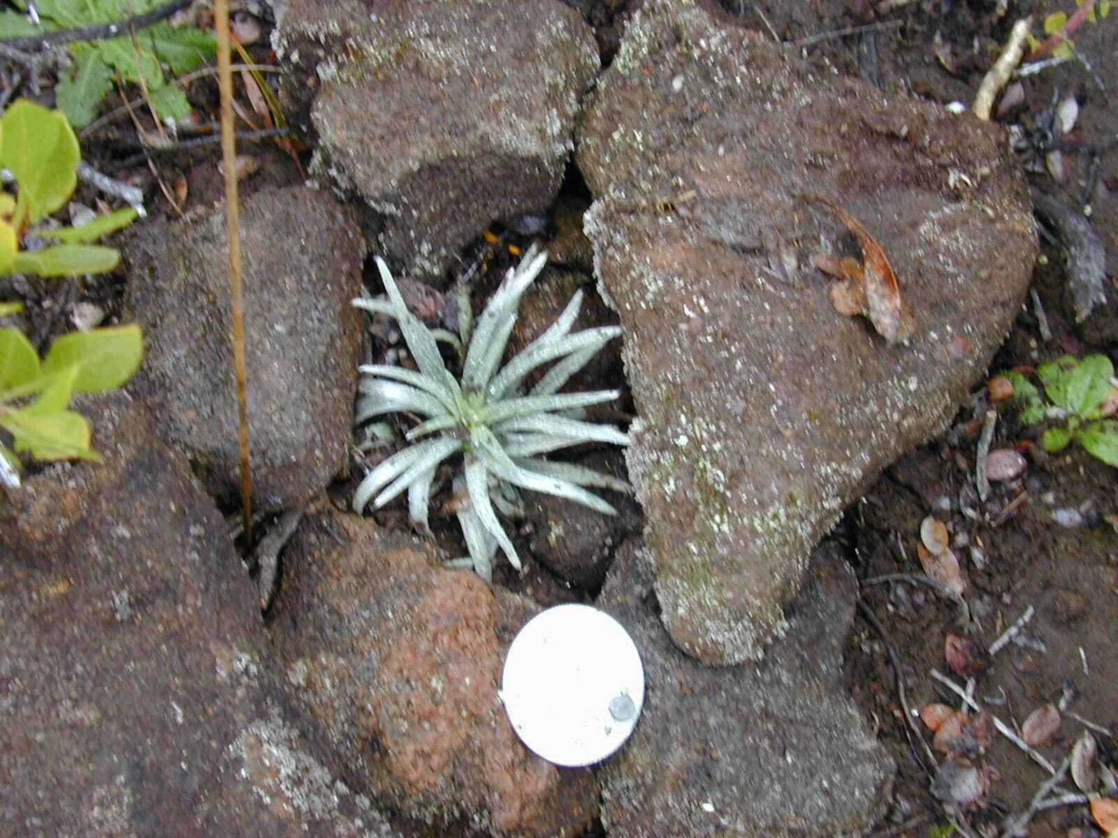 Plancia ëd Argyroxiphium kauense