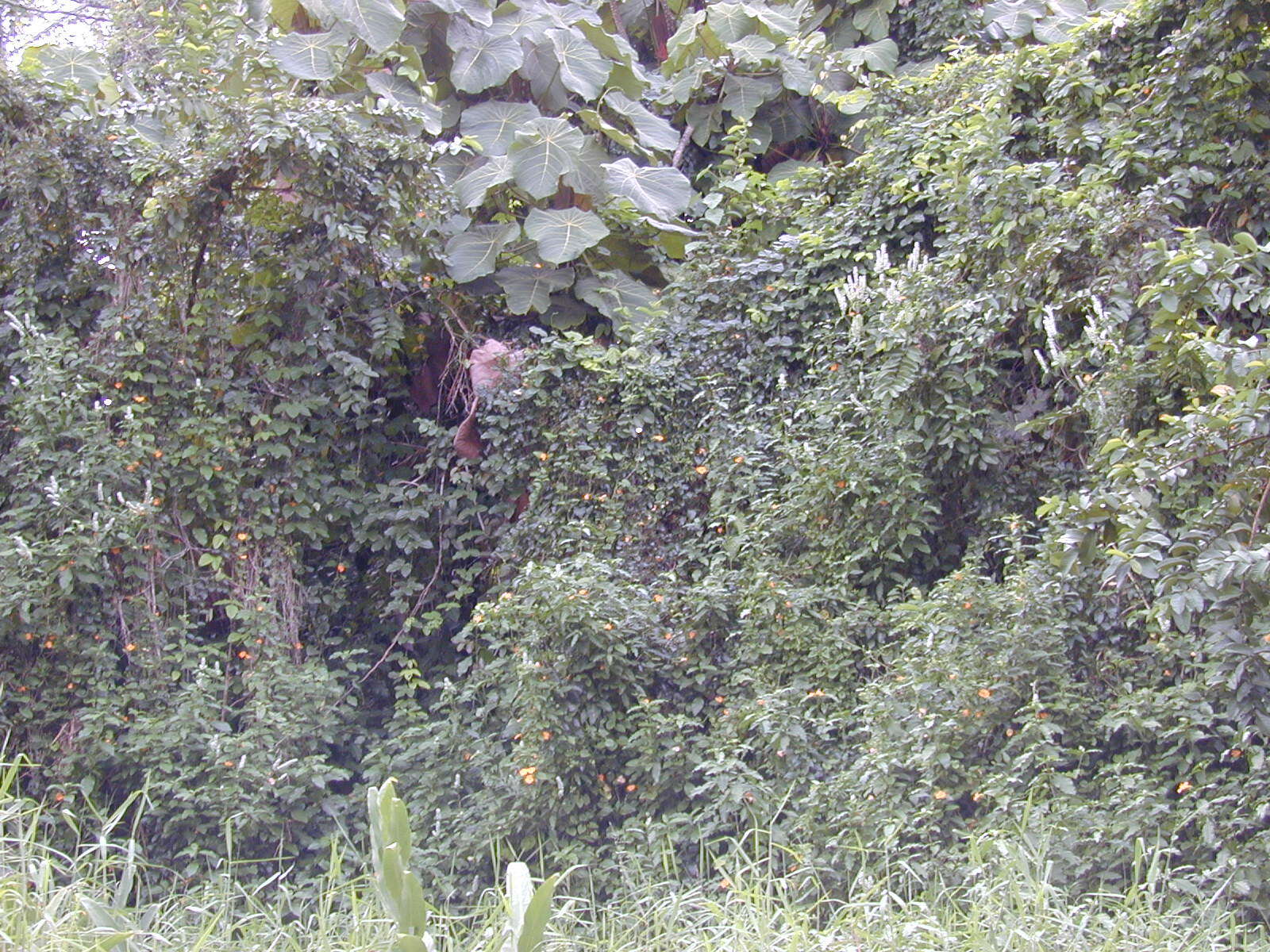 Image of blackeyed Susan vine