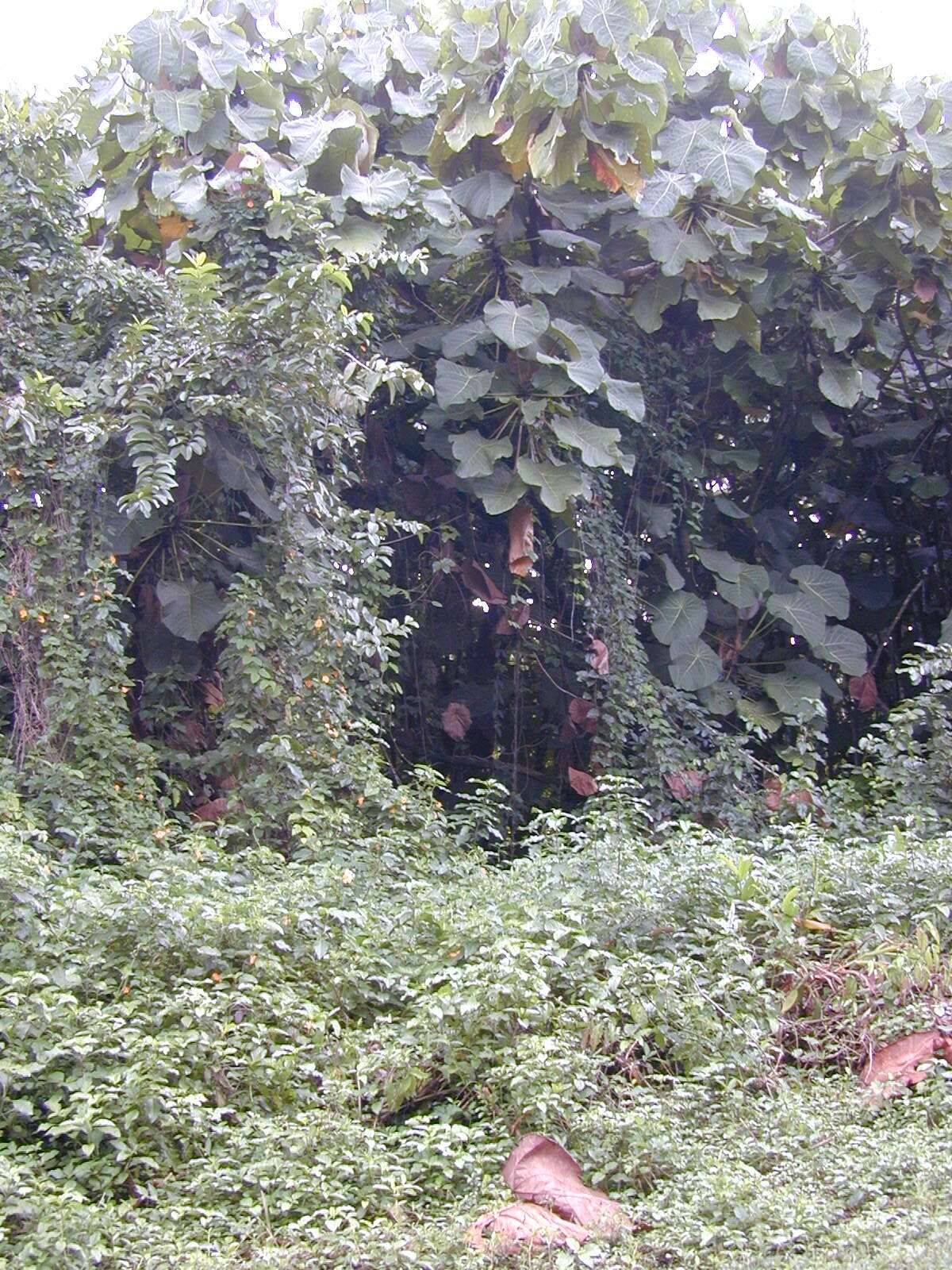 Image of blackeyed Susan vine