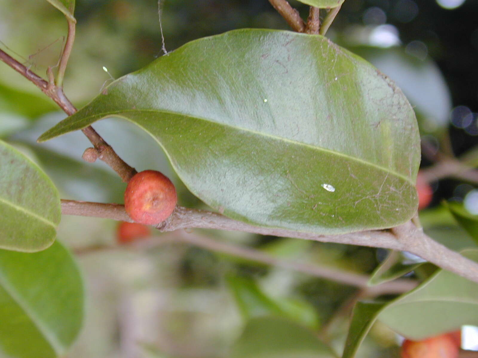 Imagem de Ficus benjamina L.