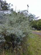 Image of butterfly-bush