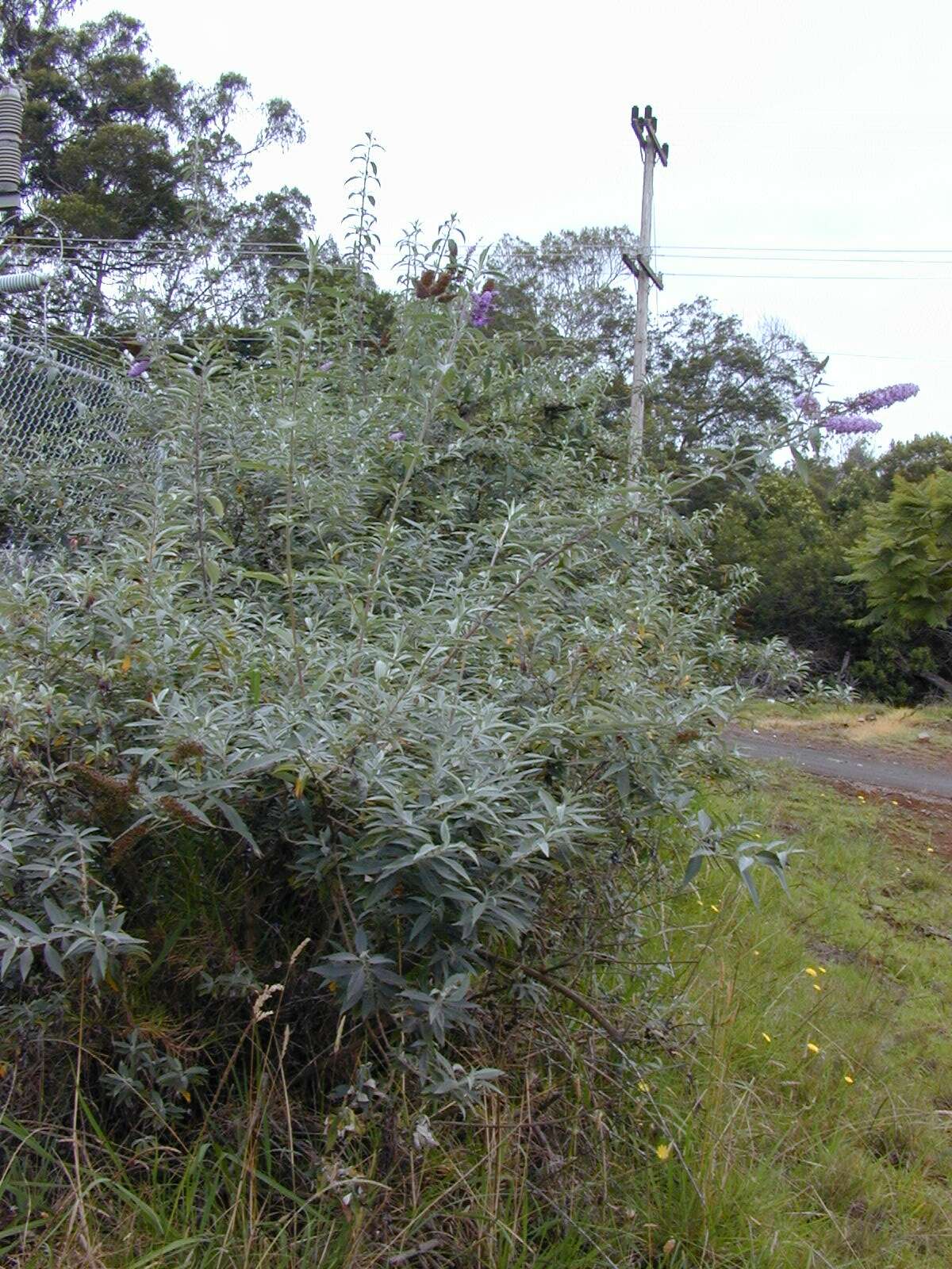 Image of butterfly-bush