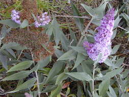 Image of butterfly-bush