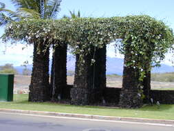 Image of Bengal clock vine