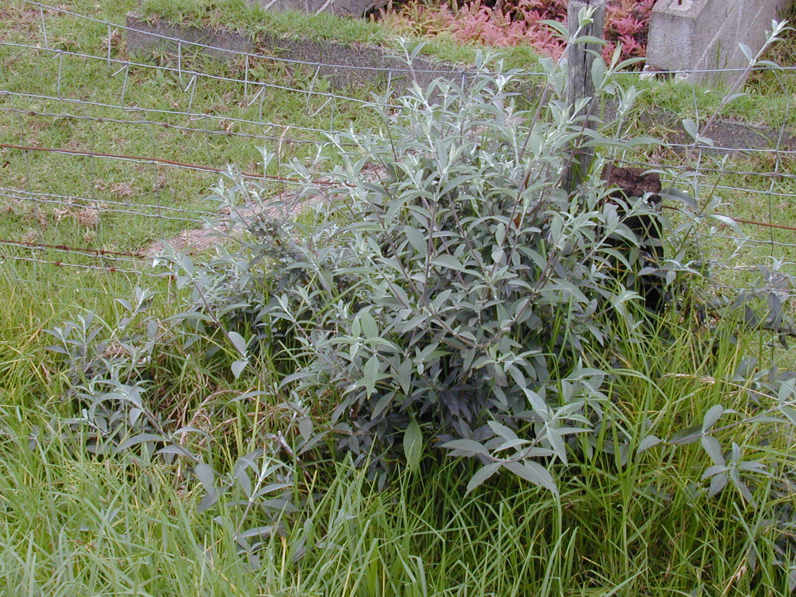 Image of butterfly-bush