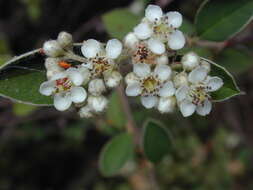 Image of silverleaf cotoneaster