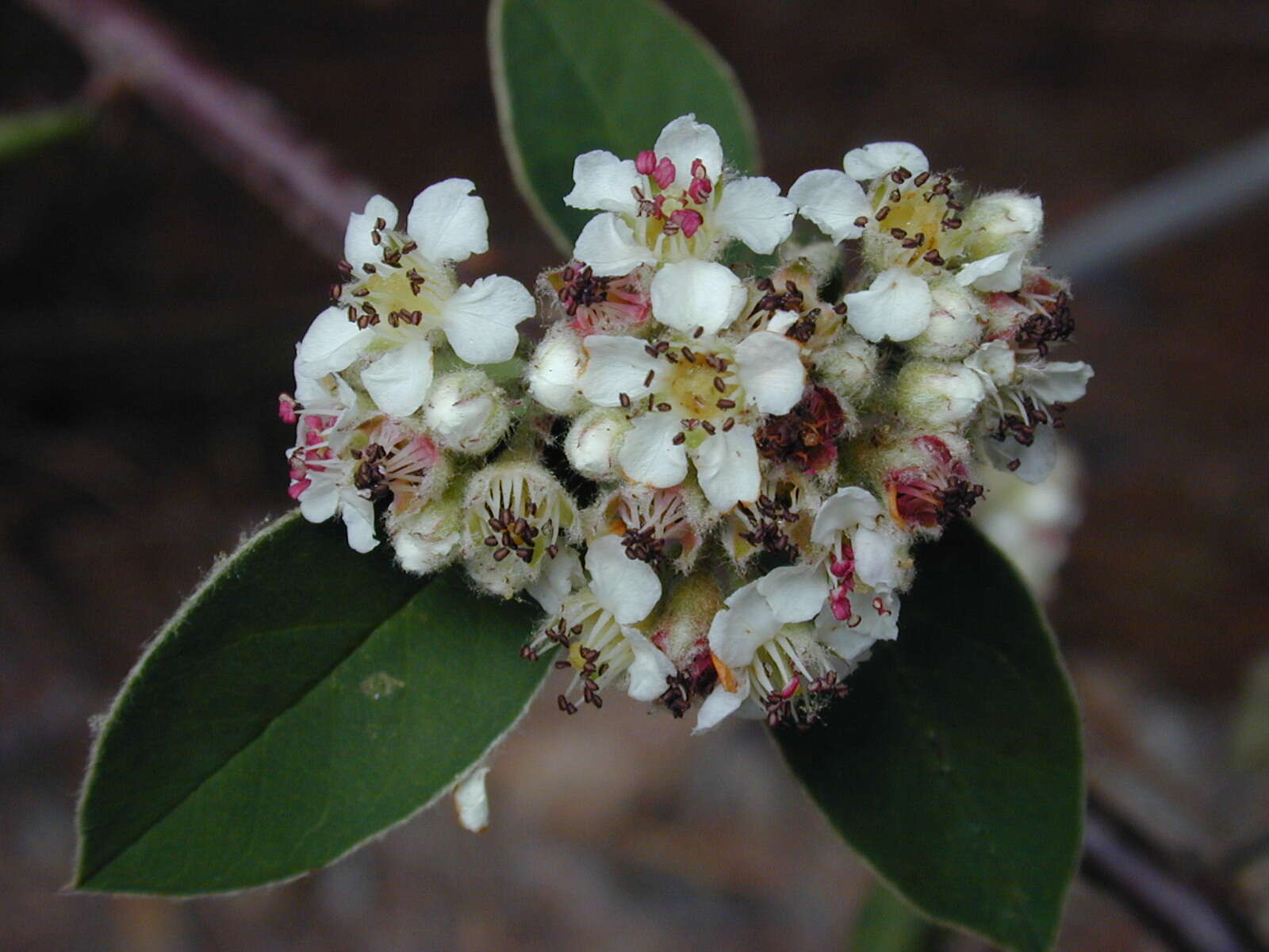 Sivun Cotoneaster pannosus Franch. kuva