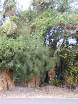 Image of ivy gourd