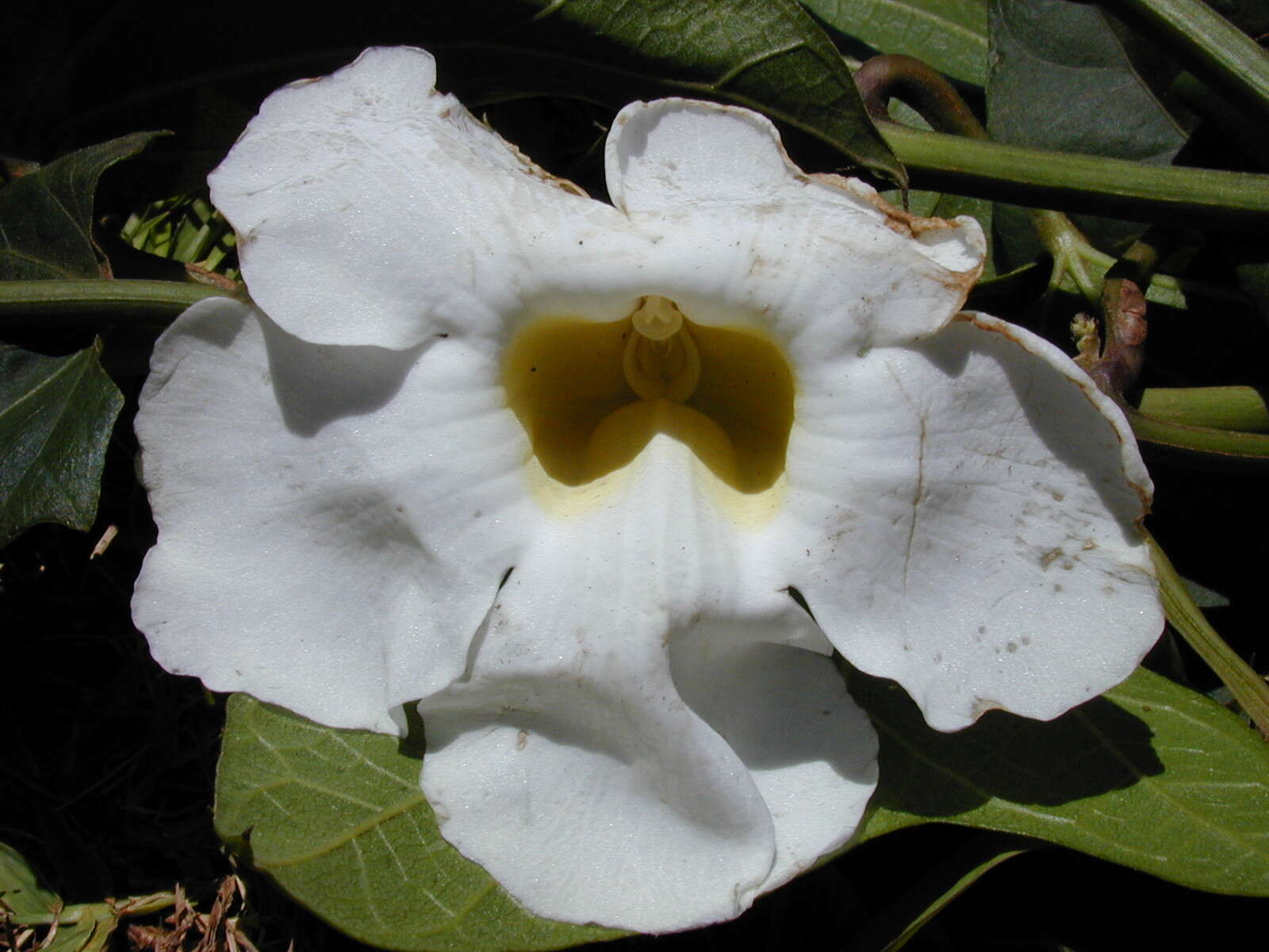 Image of Bengal clock vine