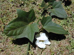 Image of Bengal clock vine