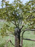 Image of Dwarf Umbrella Tree