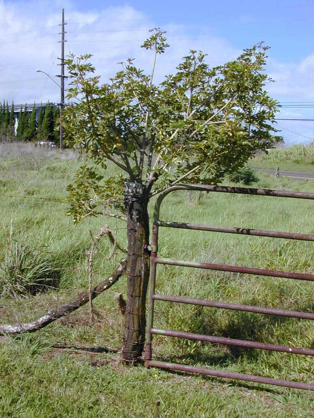 Image of Dwarf Umbrella Tree