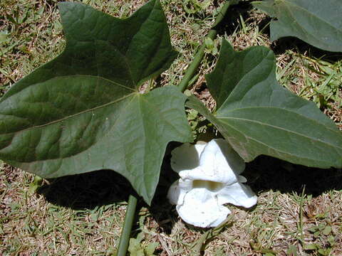 Image of Bengal clock vine