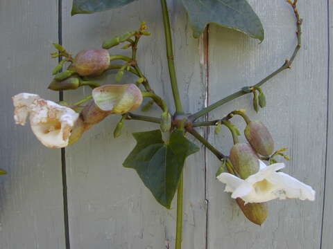 Image of Bengal clock vine