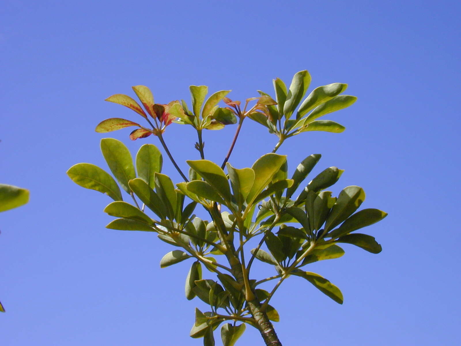 Image of Dwarf Umbrella Tree