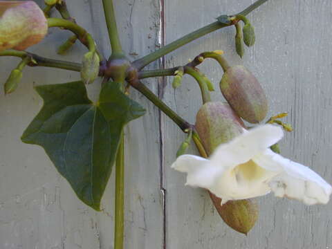 Image of Bengal clock vine