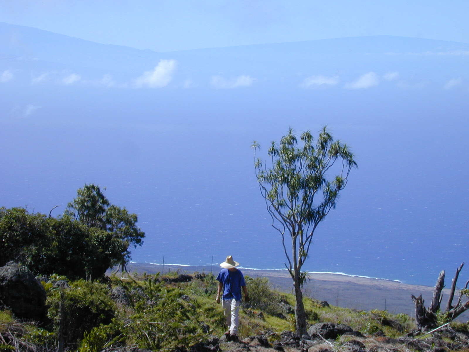 Plancia ëd Dracaena rockii (H. St. John) Jankalski