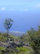 Plancia ëd Dracaena rockii (H. St. John) Jankalski