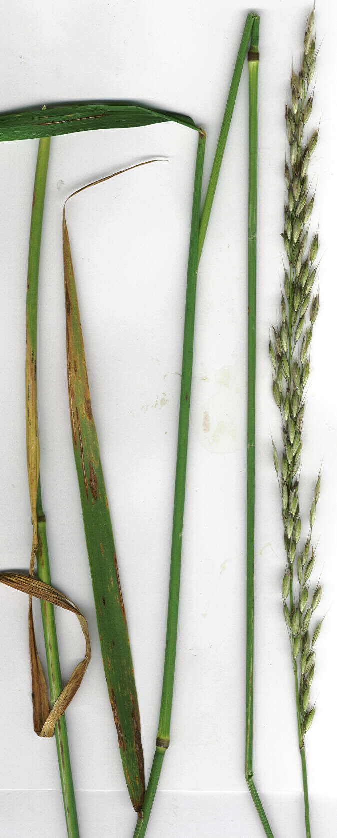 Image of Button Grass